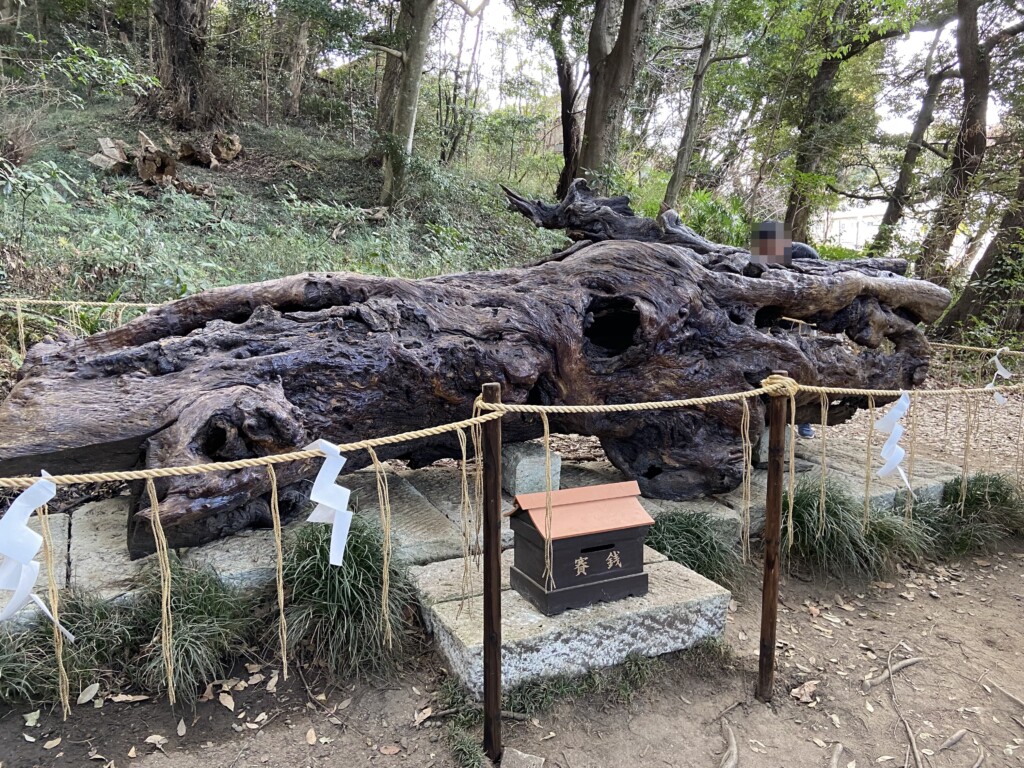 泉神社　龍が宿る木